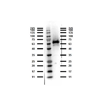 Anti-Abi1 (RABBIT) Antibody