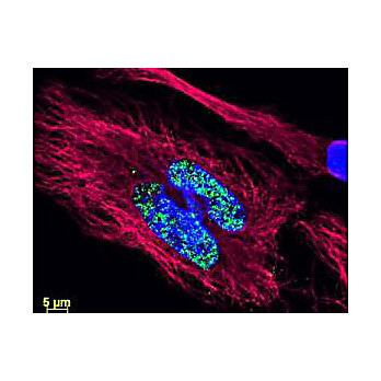 Anti-BIOTIN (RABBIT) Antibody DyLight™ 