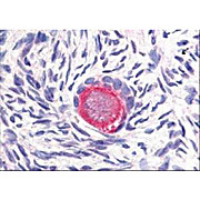 Anti-DELTA-4 (RABBIT) Antibody