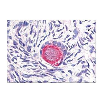 Anti-DELTA-4 (RABBIT) Antibody