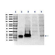 Anti-hCG Alpha (GOAT) Antibody