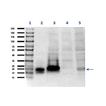 Anti-hCG Alpha (GOAT) Antibody