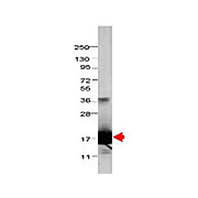 Anti-Bovine IL-1F5 (RABBIT) Antibody