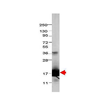 Anti-Bovine IL-1F5 (RABBIT) Antibody
