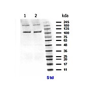 Anti-PIK3CB (RABBIT) Antibody