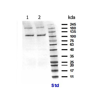 Anti-PIK3CB (RABBIT) Antibody