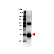Anti-L-ASPARAGINASE (RABBIT) Antibody Biotin Conjugated