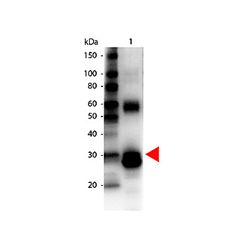 Anti-L-ASPARAGINASE (RABBIT) Antibody Biotin Conjugated