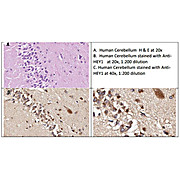 Anti-HEY1 (RABBIT) Antibody