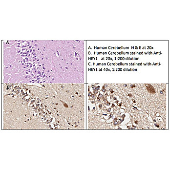 Anti-HEY1 (RABBIT) Antibody