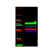 Anti-TRANSFERRIN (Human Serum) (RABBIT) Antibody Biotin Conjugated