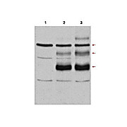 Anti-c-Myb (RABBIT) Antibody