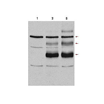 Anti-c-Myb (RABBIT) Antibody