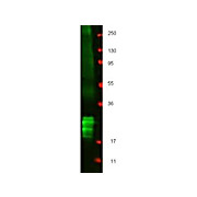 Anti-Swine Interferon Beta (RABBIT) Antibody
