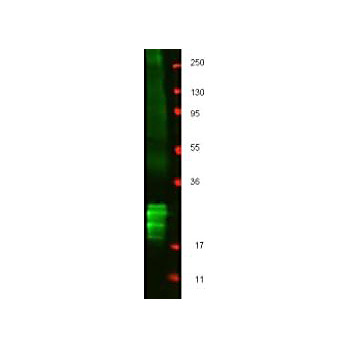 Anti-Swine Interferon Beta (RABBIT) Antibody