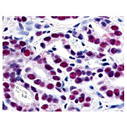 Anti-HDAC1 (RABBIT) Antibody