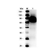 Anti-GLUCOSE OXIDASE (RABBIT) Antibody Peroxidase Conjugated