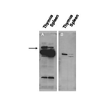 Anti-Pogz (RABBIT) Antibody