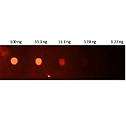 Anti-HUMAN CRP (GOAT) Antibody Fluorescein Conjugated
