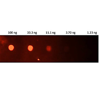 Anti-HUMAN CRP (GOAT) Antibody Fluorescein Conjugated