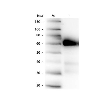 Anti-ALKALINE PHOSPHATASE (Calf Intestine) (RABBIT) Antibody