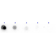 Anti-PENICILLINASE (Enterobacter cloacae) (RABBIT) Antibody Biotin Conjugated