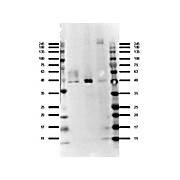 Anti-Ffar4 (RABBIT) Antibody