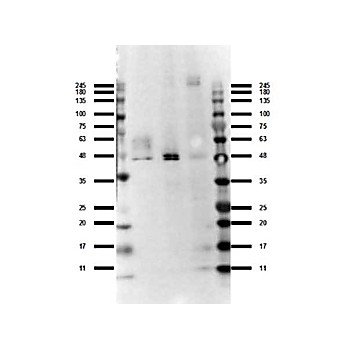 Anti-Ffar4 (RABBIT) Antibody