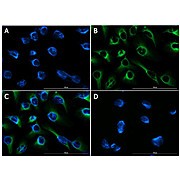 Anti-FGFR2 (RABBIT) Antibody