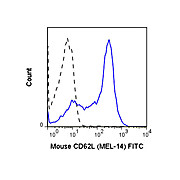 Anti-CD62L (RAT)  Conjugated Monoclonal Antibody