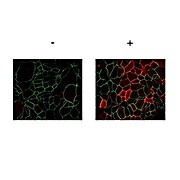Anti-JAM A pY280 (RABBIT) Antibody