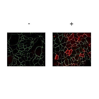 Anti-JAM A pY280 (RABBIT) Antibody