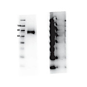 (RABBIT) Antibody