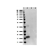 Anti-Human IL-1 alpha (RABBIT) Antibody