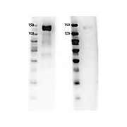 Anti-GAB1 (RABBIT) Antibody