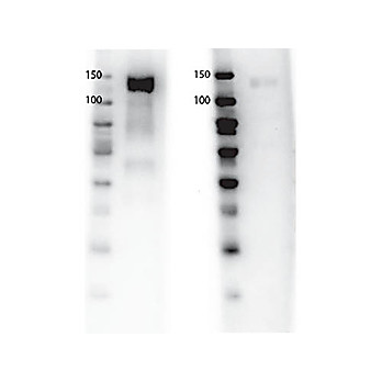 Anti-GAB1 (RABBIT) Antibody