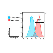 Anti-BETA 1 ADRENERGIC RECEPTOR (RABBIT) Antibody