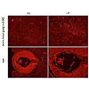 Anti-Homeobox protein SIX3 (RABBIT) Antibody