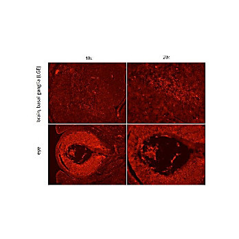 Anti-Homeobox protein SIX3 (RABBIT) Antibody