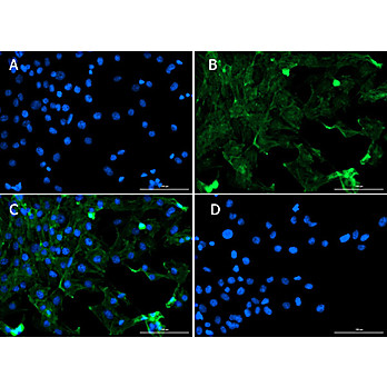 Anti-Smad1 (RABBIT) Antibody