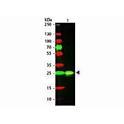 Anti-GST (GOAT) Antibody