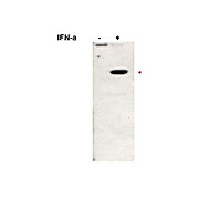 Anti-STAT2 pY690 (RABBIT) Antibody