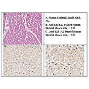 Anti-EEF1A2 (GOAT) Antibody
