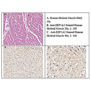 Anti-EEF1A2 (GOAT) Antibody