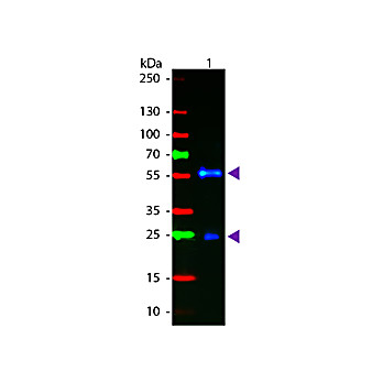 F(ab')2 Anti-BIOTIN (GOAT) Antibody 