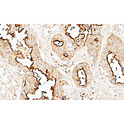 Anti-EIF4E (CHICKEN) Antibody