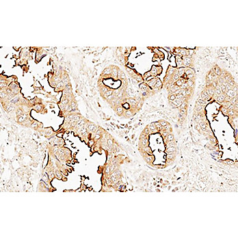 Anti-EIF4E (CHICKEN) Antibody