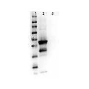 Anti-MEK1 (RABBIT) Antibody