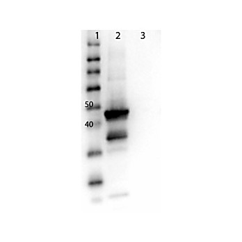 Anti-MEK1 (RABBIT) Antibody 