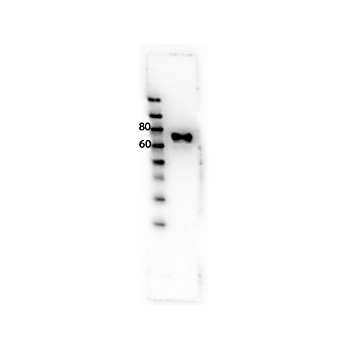 RON Y1353 Antibody 